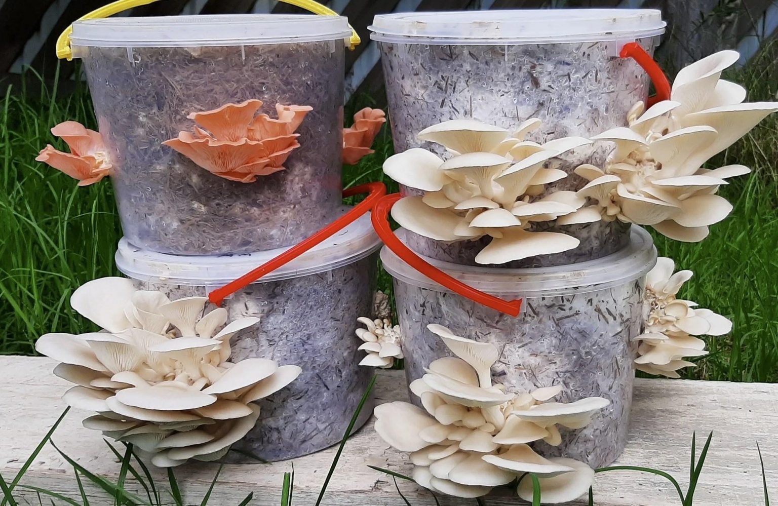Mushroom cultivation in buckets with fruiting fungi